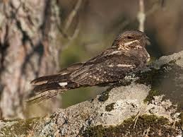 Attēlu rezultāti vaicājumam “Caprimulgus europaeus adult”