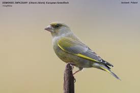 Attēlu rezultāti vaicājumam “Chloris chloris”