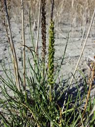 Attēlu rezultāti vaicājumam “Triglochin maritimum”