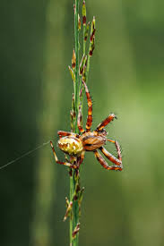 Attēlu rezultāti vaicājumam “Araneus quadratus female”