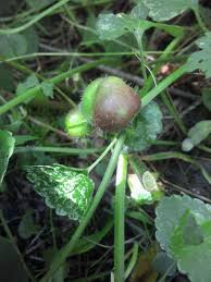 Attēlu rezultāti vaicājumam “Liposthenes glechomae”