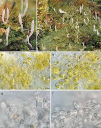 Attēlu rezultāti vaicājumam “Multiclavula mucida”