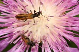 Attēlu rezultāti vaicājumam “Oedemera femorata”