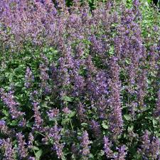 Attēlu rezultāti vaicājumam “Nepeta x faassenii leaf”