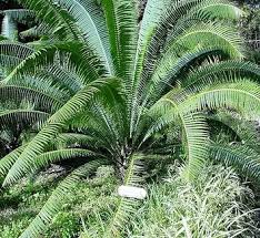 Attēlu rezultāti vaicājumam “Diderma cingulatum sessile”