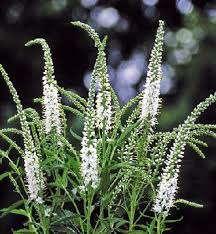 Attēlu rezultāti vaicājumam “Veronica longifolia bud”