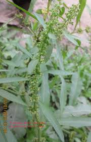 Attēlu rezultāti vaicājumam “Rumex maritimus leaf”