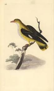 Attēlu rezultāti vaicājumam “Oriolus oriolus female”