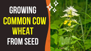 Attēlu rezultāti vaicājumam “Melampyrum pratense bud”