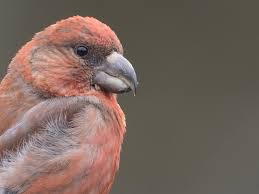 Attēlu rezultāti vaicājumam “Loxia pytyopsittacus”