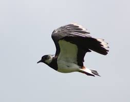 Attēlu rezultāti vaicājumam “Vanellus vanellus”