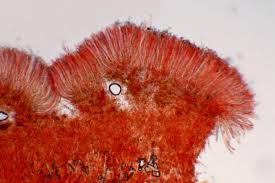 Attēlu rezultāti vaicājumam “Otidea bufonia”