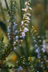Attēlu rezultāti vaicājumam “Calluna vulgaris flower”
