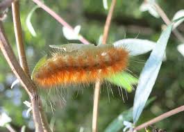 Attēlu rezultāti vaicājumam “Spilosoma sp.”
