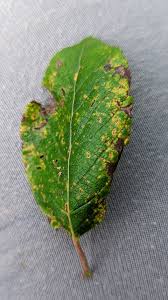 Attēlu rezultāti vaicājumam “Melampsora epitea”