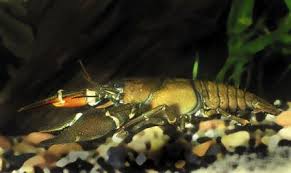 Attēlu rezultāti vaicājumam “Astacus astacus”