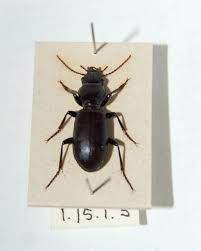 Attēlu rezultāti vaicājumam “Broscus cephalotes”