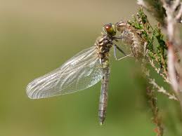 Attēlu rezultāti vaicājumam “Leucorrhinia”