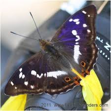 Attēlu rezultāti vaicājumam “Apatura iris male”