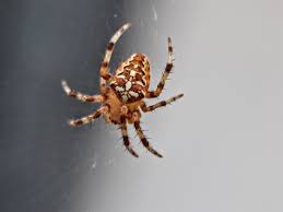 Attēlu rezultāti vaicājumam “Araneus diadematus”