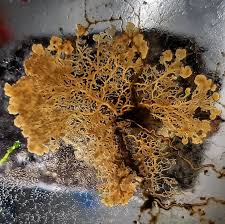 Attēlu rezultāti vaicājumam “Diderma spumarioides plasmodium”