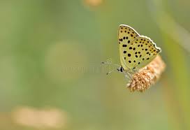 Attēlu rezultāti vaicājumam “Lycaena tityrus”