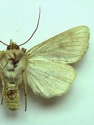 Attēlu rezultāti vaicājumam “Agrochola helvola”