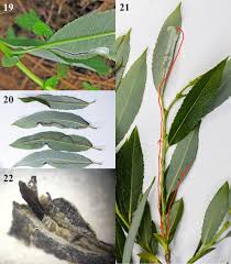 Attēlu rezultāti vaicājumam “Salix triandra leaf”