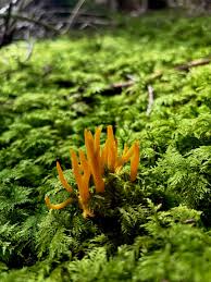Attēlu rezultāti vaicājumam “Calocera pallidospathulata”