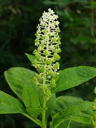 Attēlu rezultāti vaicājumam “Phytolacca acinosa flower”
