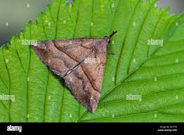 Attēlu rezultāti vaicājumam “Hypena proboscidalis”