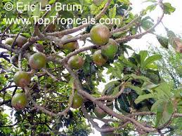 Attēlu rezultāti vaicājumam “Setaria viridis fruit”