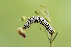Attēlu rezultāti vaicājumam “Shargacucullia scrophulariae larva”