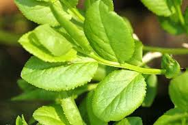 Attēlu rezultāti vaicājumam “Vaccinium myrtillus leaf”