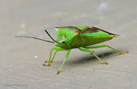 Attēlu rezultāti vaicājumam “Acanthosoma haemorrhoidale”