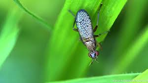 Attēlu rezultāti vaicājumam “Coremacera marginata”