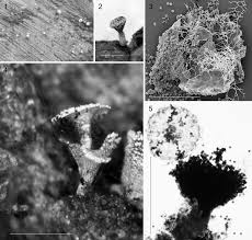 Attēlu rezultāti vaicājumam “Didymium annulisporum”