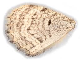 Attēlu rezultāti vaicājumam “Xanthorhoe quadrifasiata”