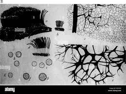 Attēlu rezultāti vaicājumam “Stemonitis axifera var. smithii stalked”
