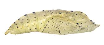 Attēlu rezultāti vaicājumam “Pieris brassicae larva”
