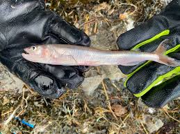 Image result for Osmerus eperlanus