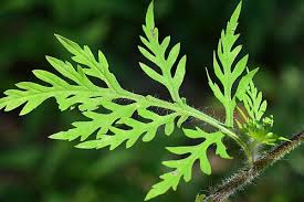 Attēlu rezultāti vaicājumam “Ambrosia artemisiifolia”