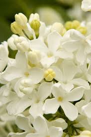 Attēlu rezultāti vaicājumam “Syringa vulgaris flower”