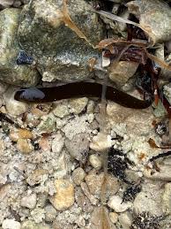 Attēlu rezultāti vaicājumam “Haemopis sanguisuga”