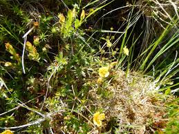 Attēlu rezultāti vaicājumam “Potentilla erecta bud”