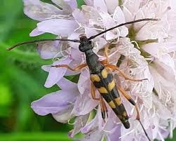 Attēlu rezultāti vaicājumam “Strangalia attenuata”