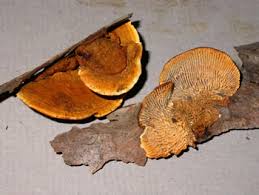 Attēlu rezultāti vaicājumam “Gloeophyllum trabeum”