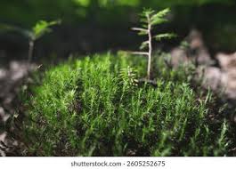 Attēlu rezultāti vaicājumam “Polytrichum strictum”