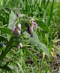 Image result for Symphytum officinale