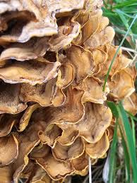 Attēlu rezultāti vaicājumam “Stereum hirsutum”